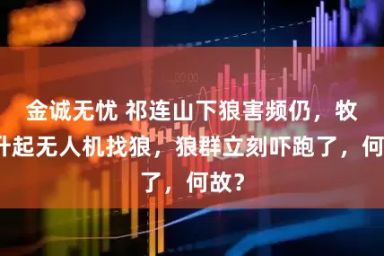 金诚无忧 祁连山下狼害频仍，牧民升起无人机找狼，狼群立刻吓跑了，何故？